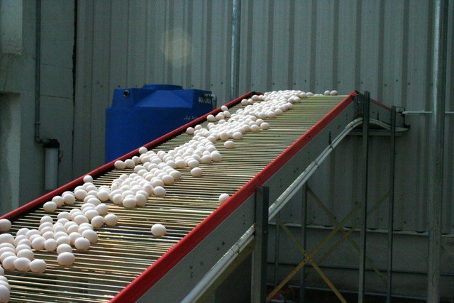 China Sends First Batch of Broiler Eggs to Pakistan, Marking a Major Trade Milestone